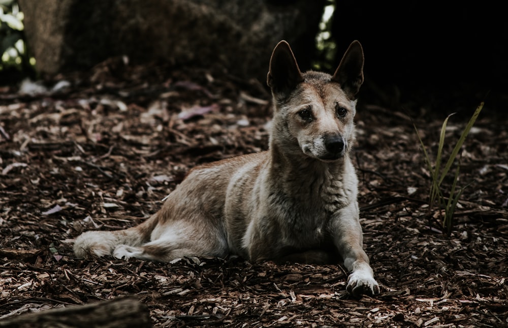 a dog laying on the ground in the woods