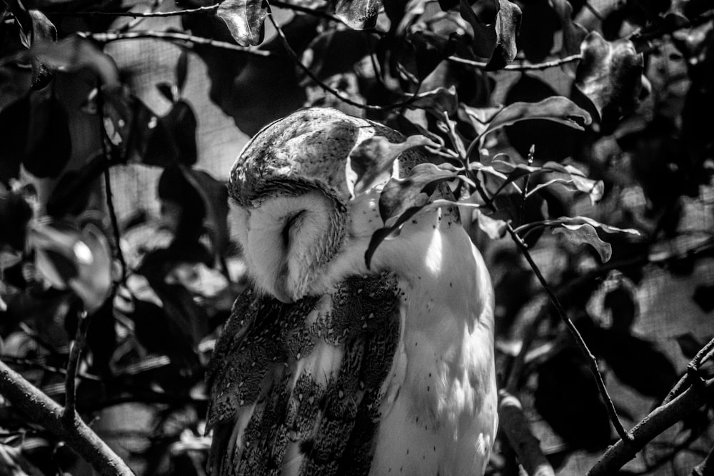 a black and white photo of an owl in a tree