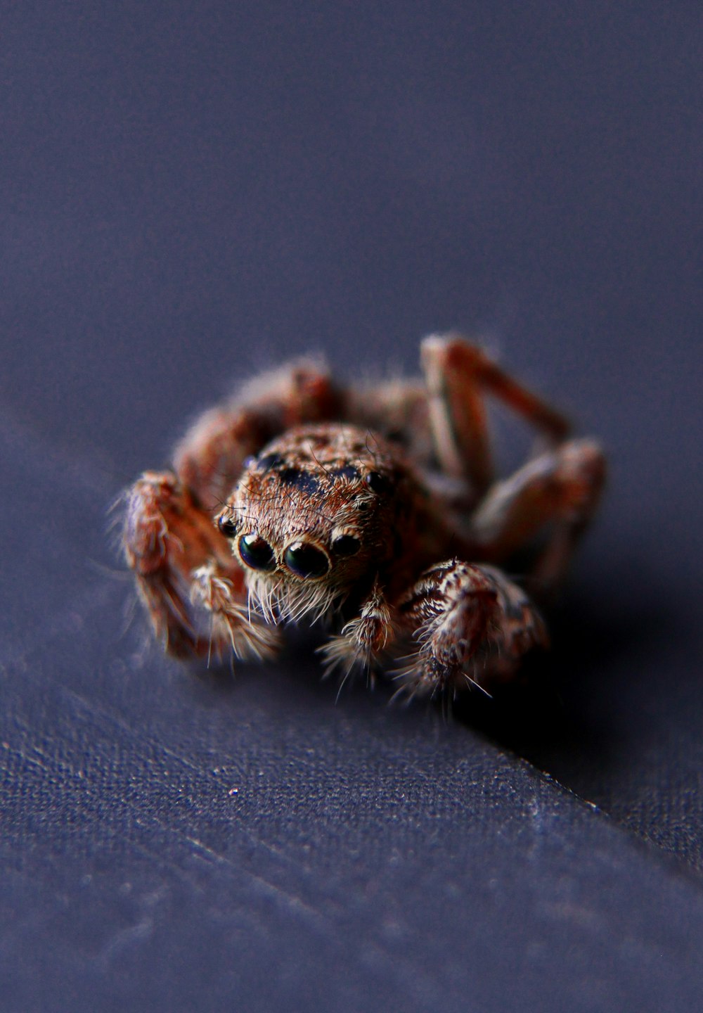 a close up of a spider on a blue surface