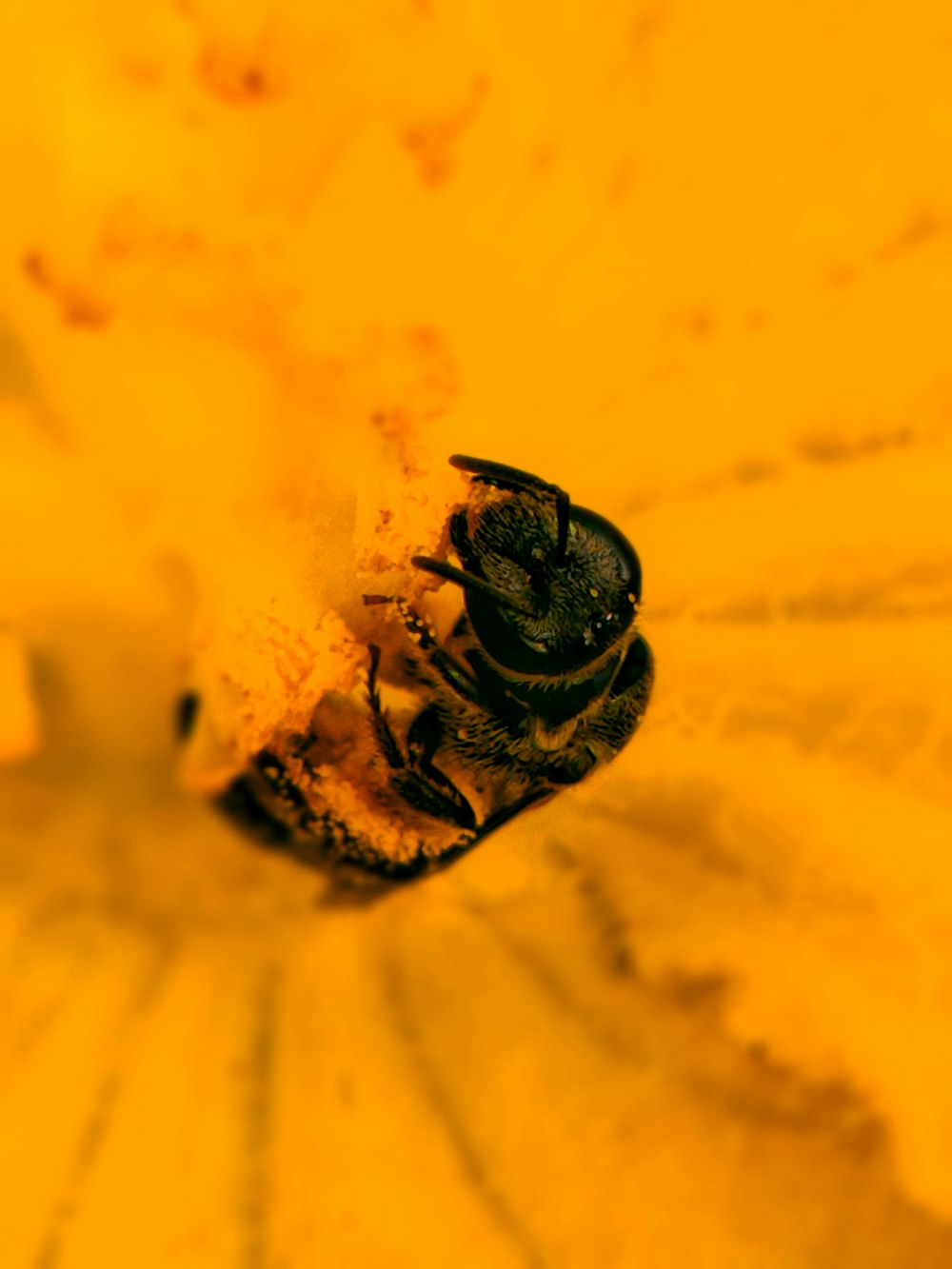 a close up of a bee on a flower