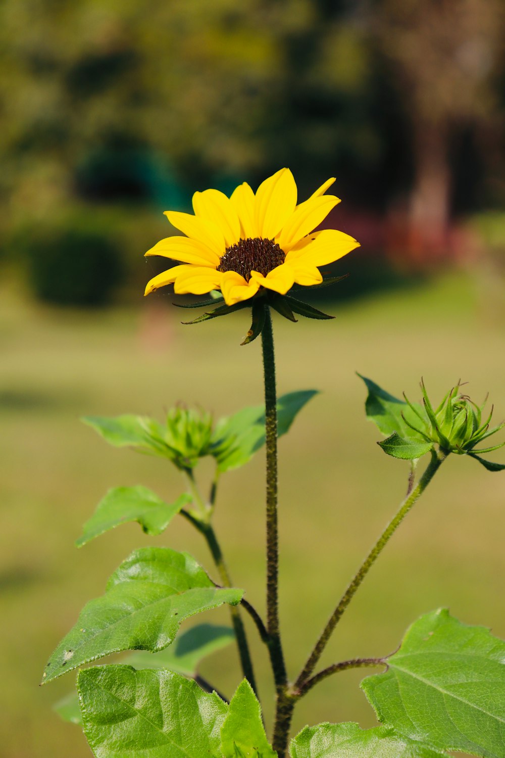 a yellow sunflower in a field with green leaves