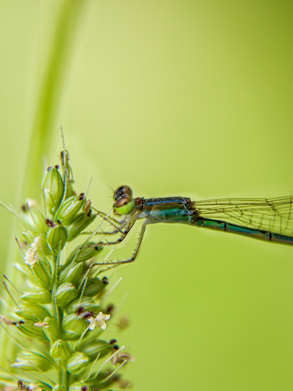 a blue dragonfly sitting on top of a green plant