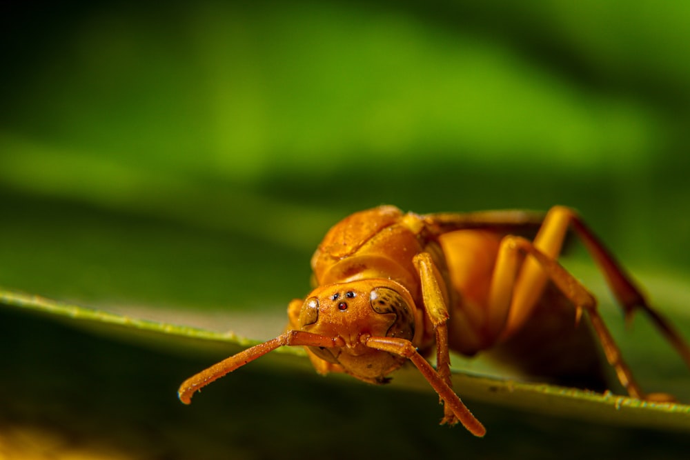 Un primer plano de un insecto en una hoja