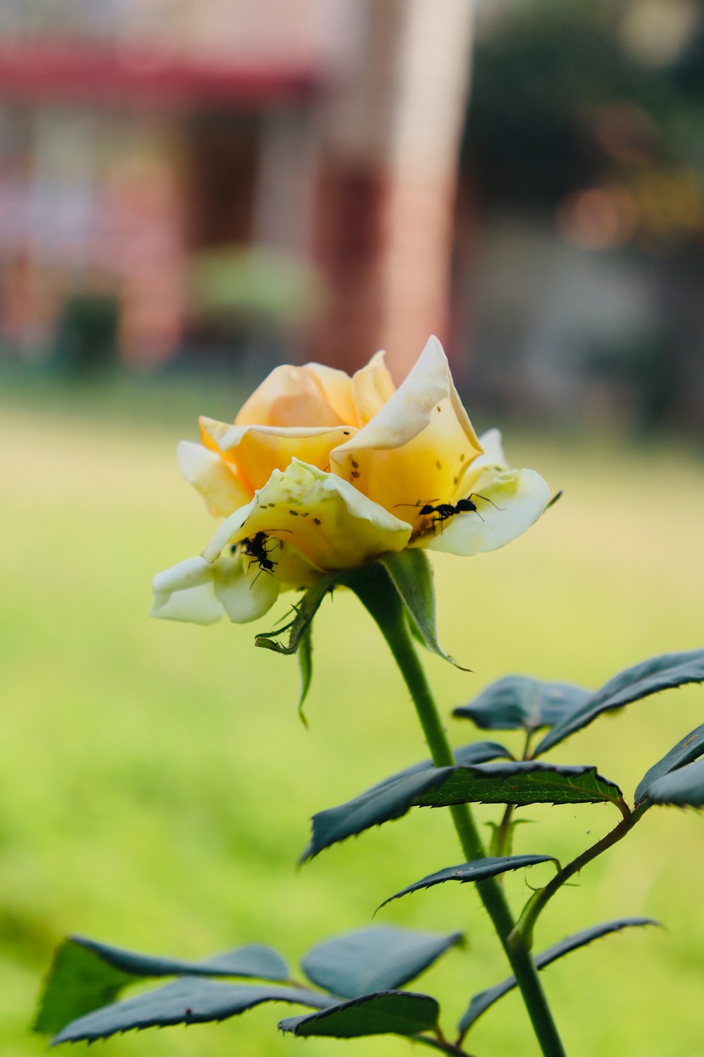 a yellow and white rose in a green field