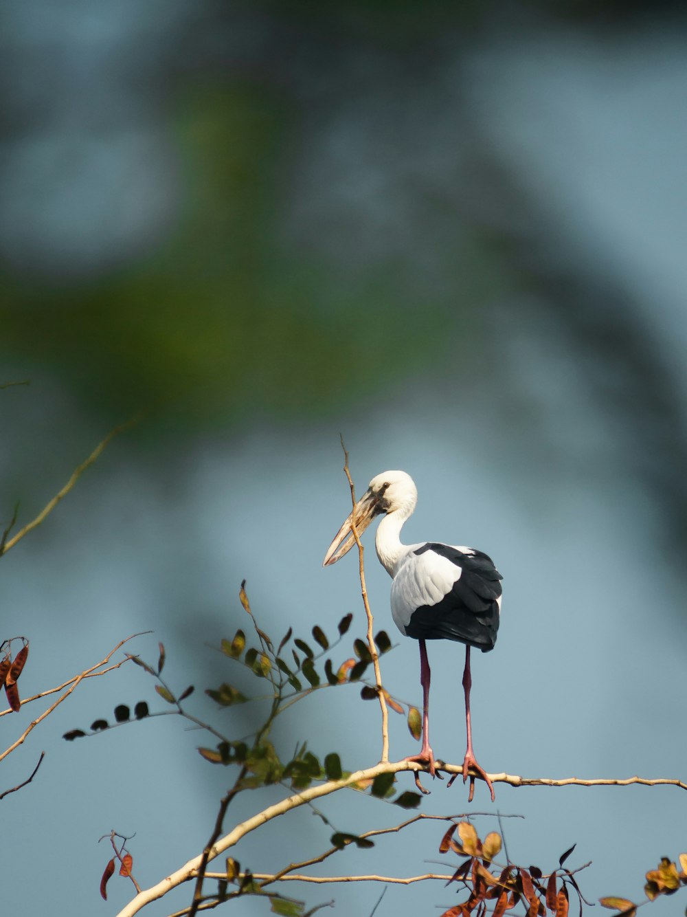 Un pájaro blanco y negro sentado en la cima de la rama de un árbol