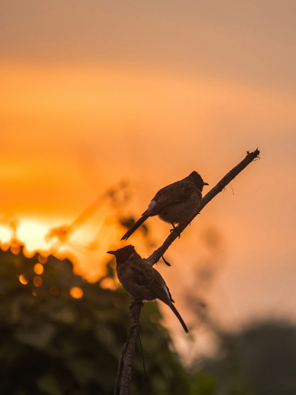 two birds sitting on a branch in front of a sunset