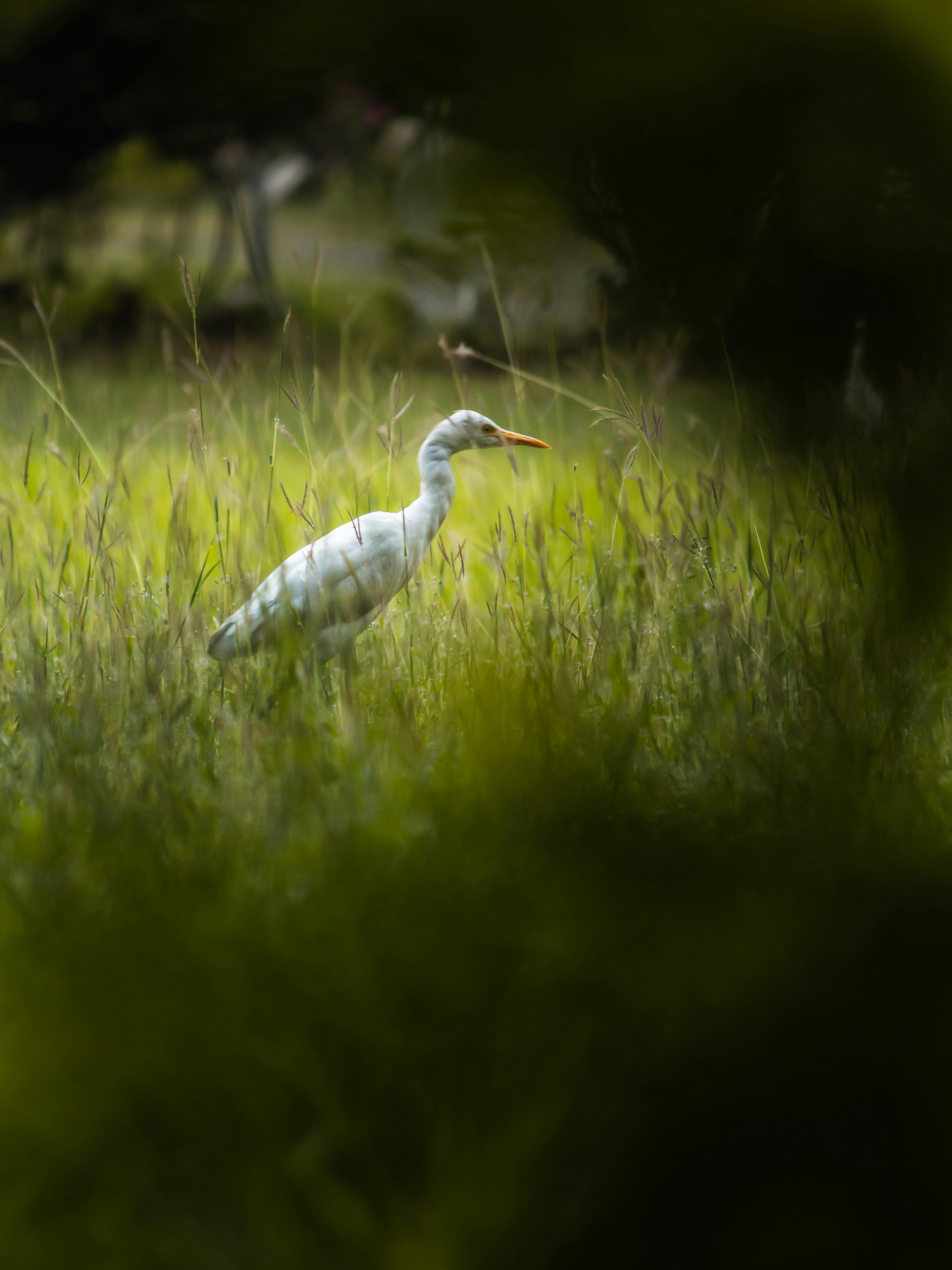 Photo by harshit_suryawanshi