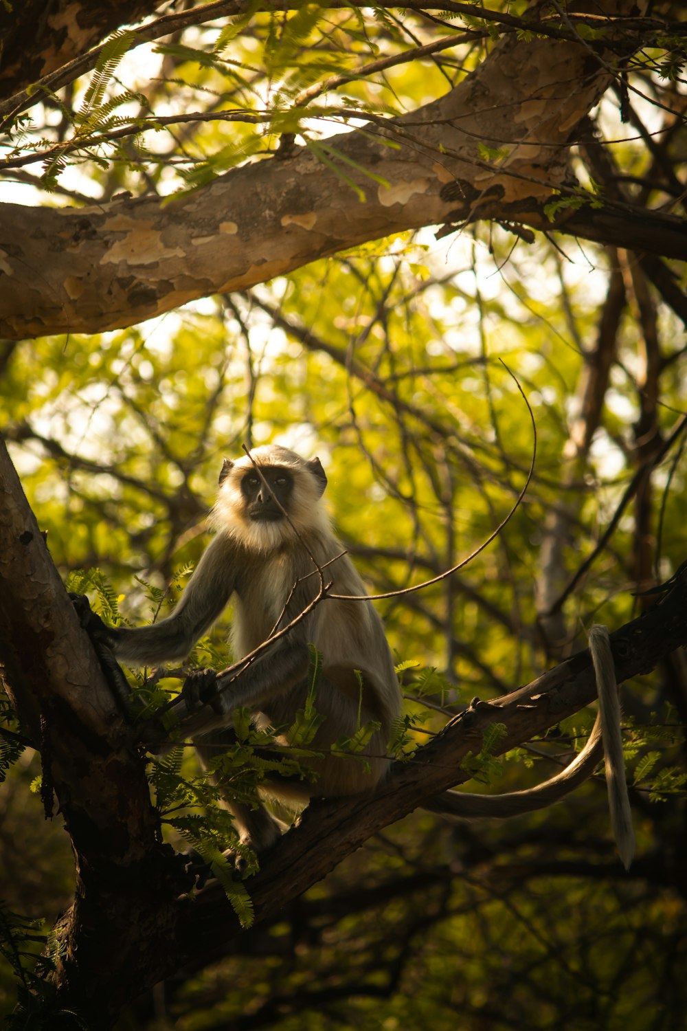 una scimmia seduta su un ramo d'albero in una foresta