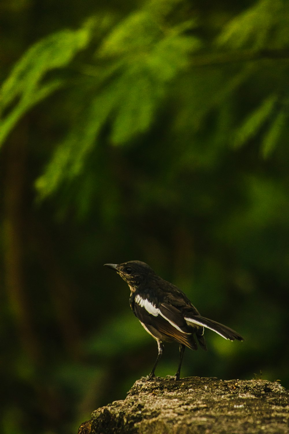 a black and white bird sitting on top of a tree stump