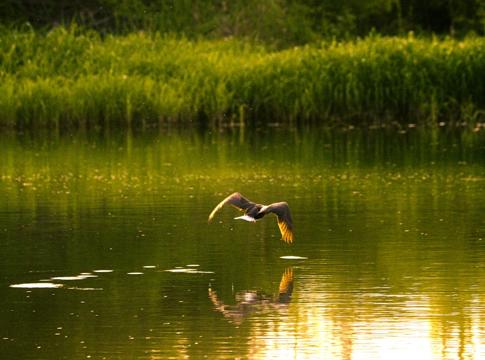 a bird flying over a body of water