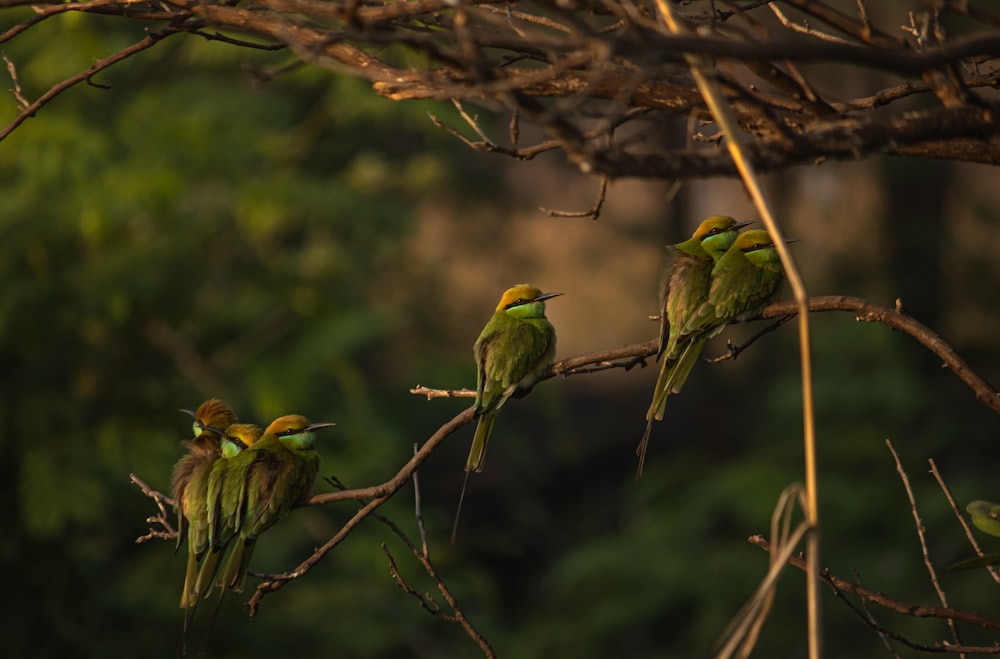 un groupe d’oiseaux assis au sommet d’une branche d’arbre