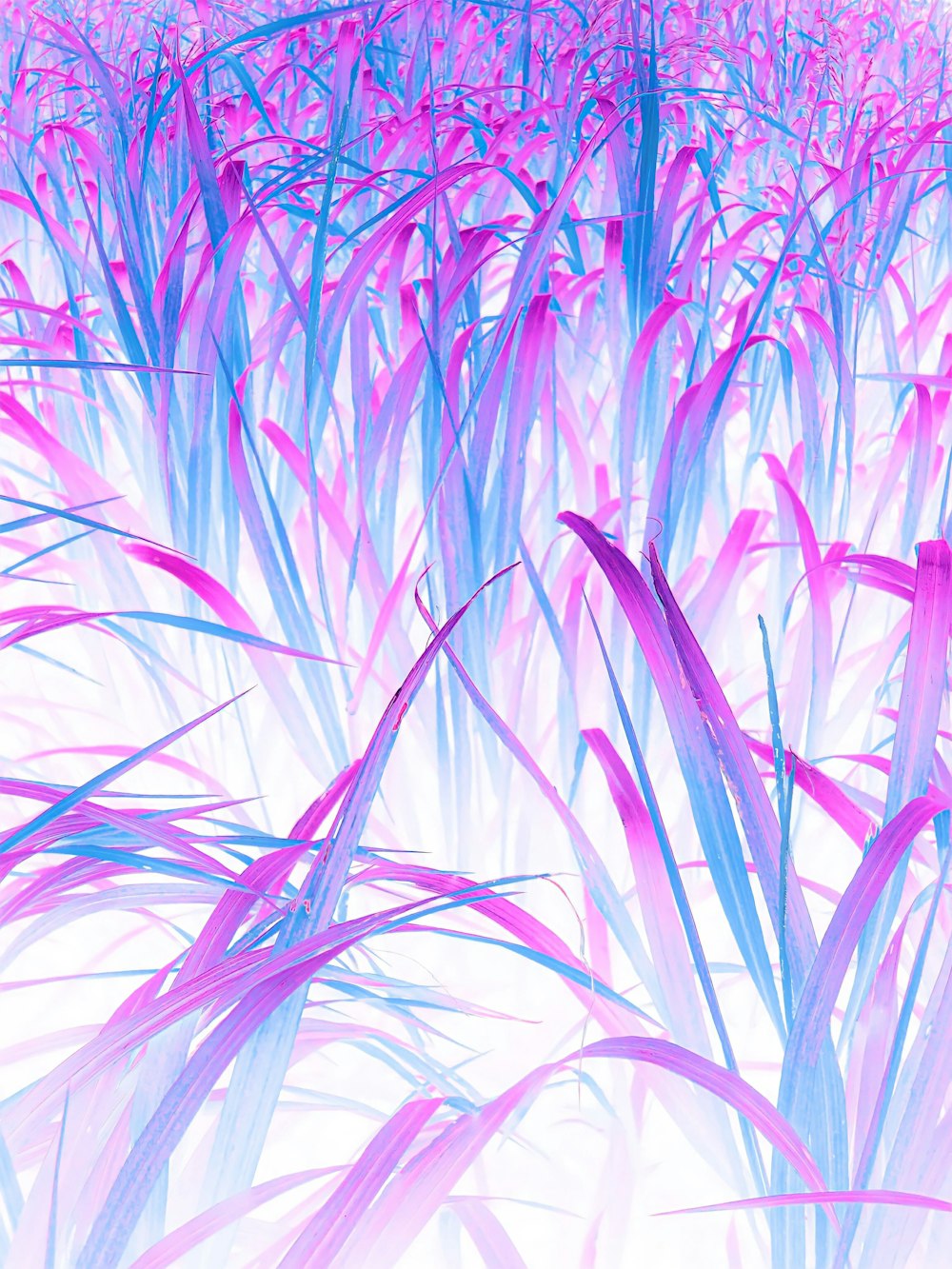 a picture of a field of purple and blue grass