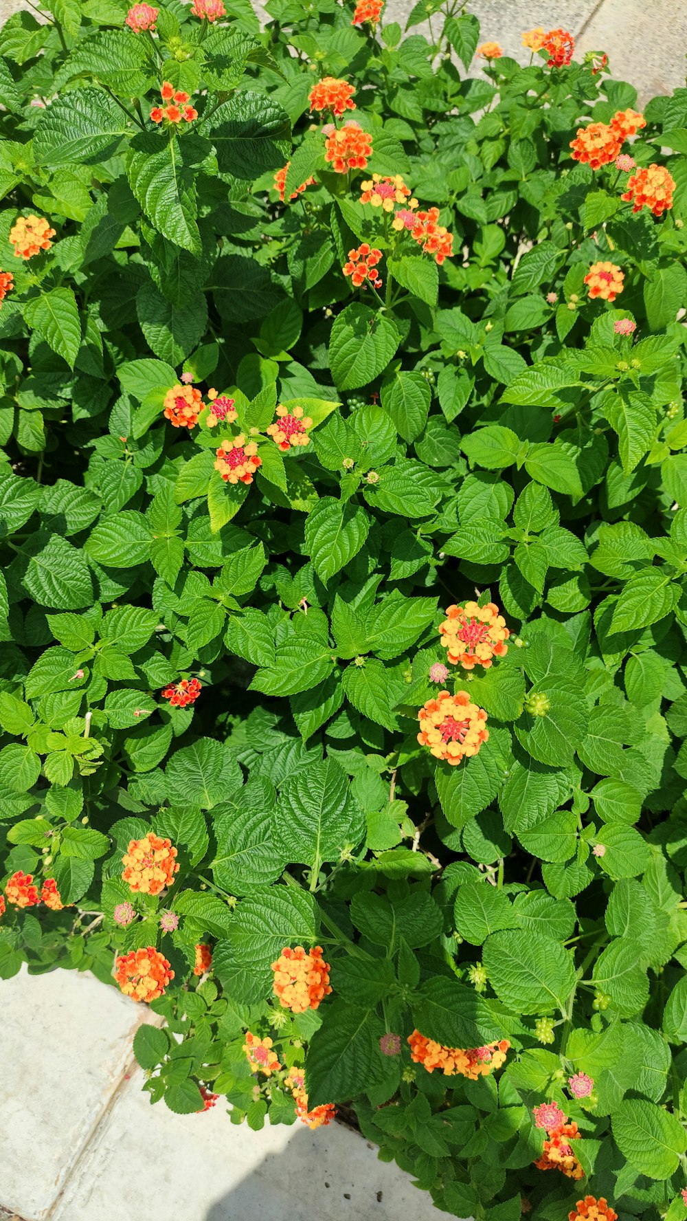 a close up of a plant with orange and yellow flowers