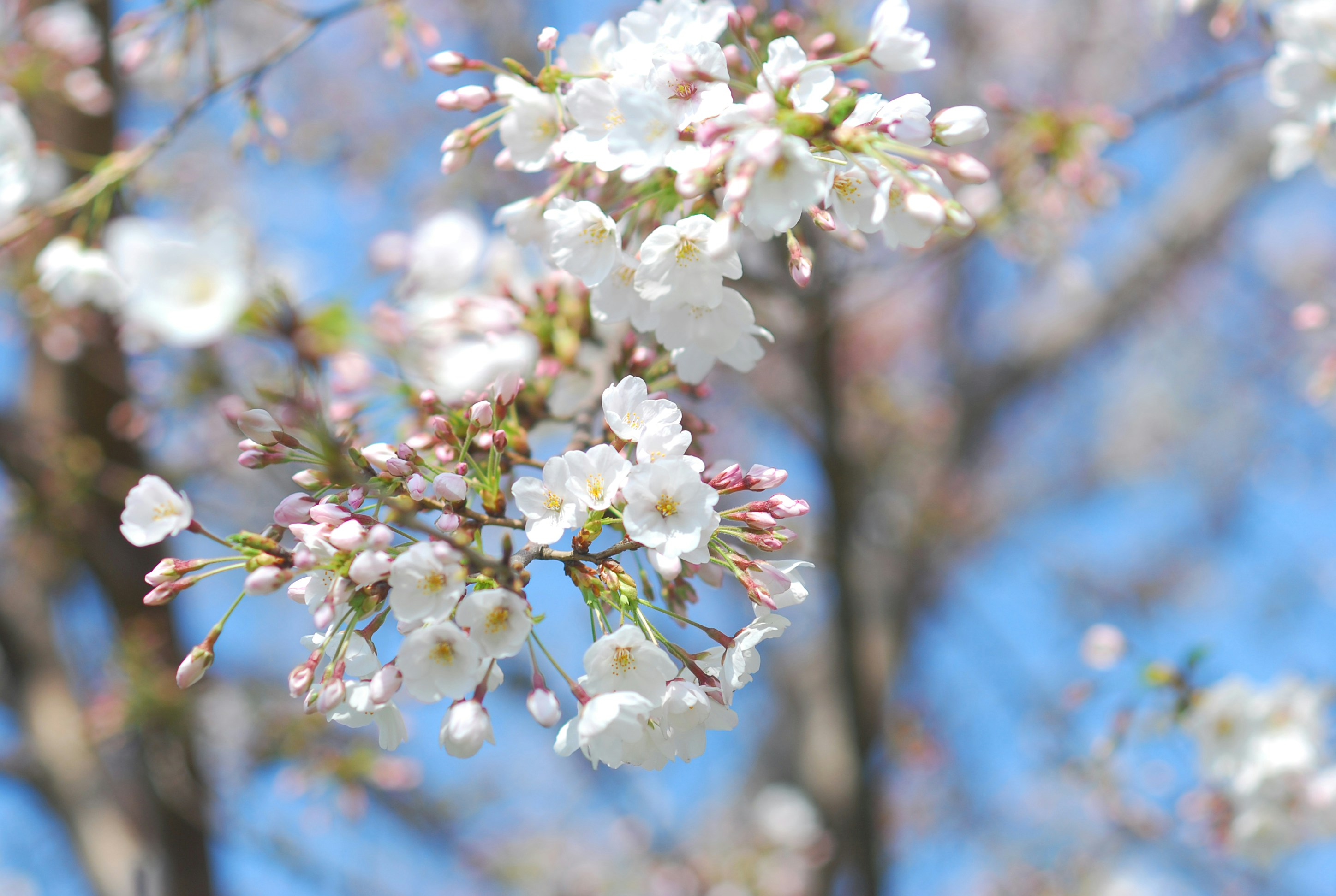 Photo by reika_mimosaday