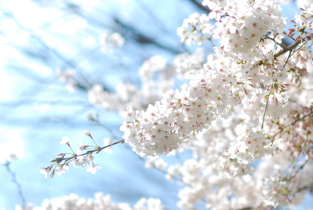 a close up of a tree with white flowers