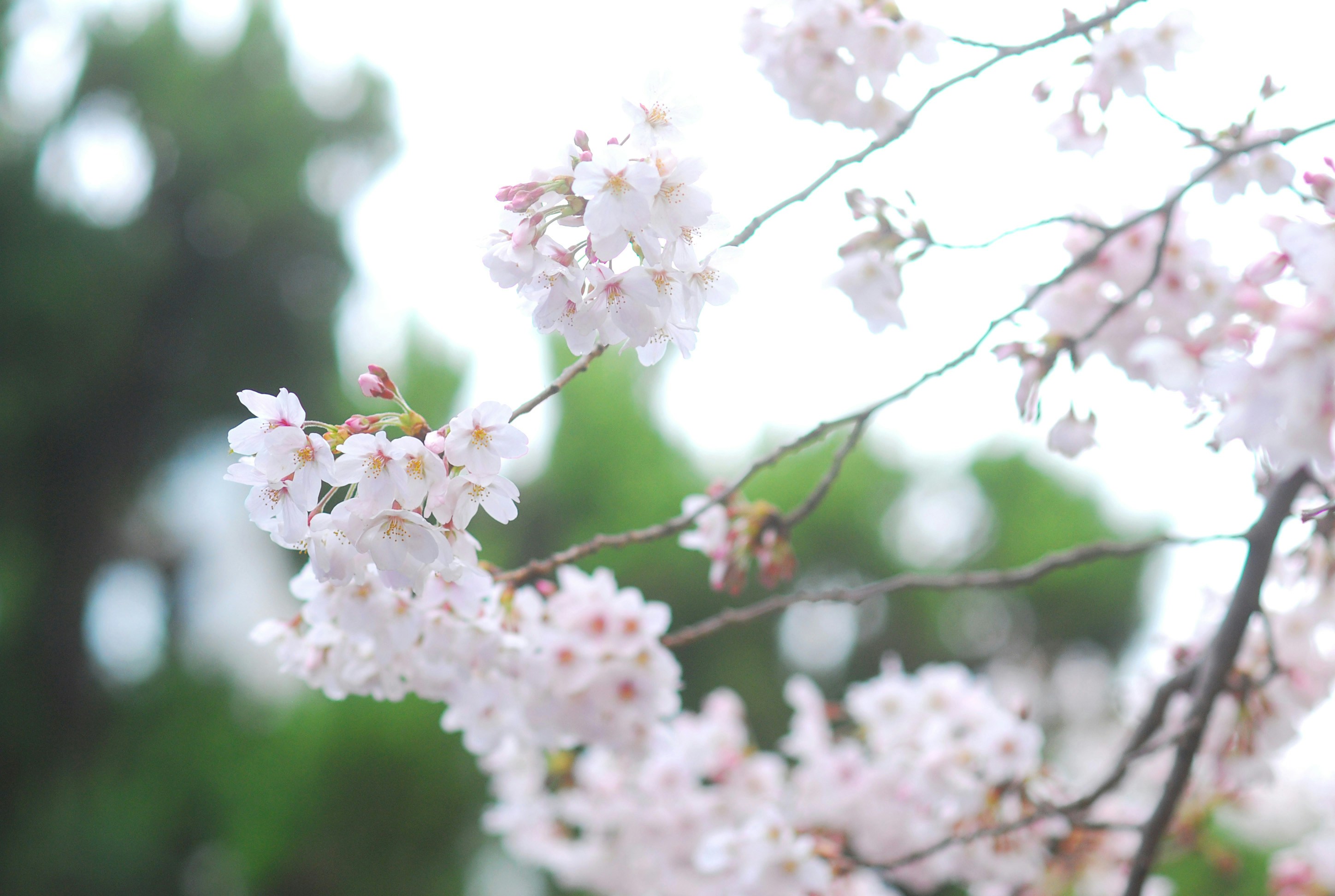 Photo by reika_mimosaday