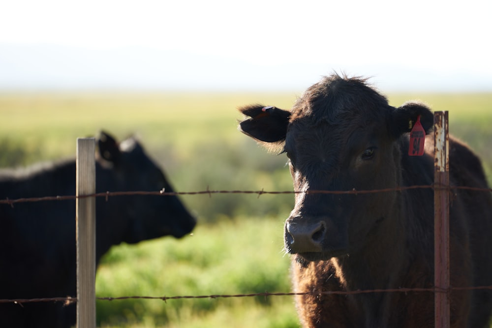 a couple of cows standing next to each other behind a fence