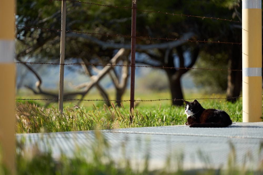 a cat sitting on the ground behind a fence