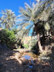 A serene oasis setting with tall palm trees lining a rocky pathway. A small stream of water reflects the bright blue sky. Lush greenery surrounds the area, creating a sense of tranquility and natural beauty.