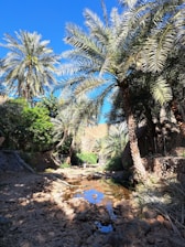 A serene oasis setting with tall palm trees lining a rocky pathway. A small stream of water reflects the bright blue sky. Lush greenery surrounds the area, creating a sense of tranquility and natural beauty.