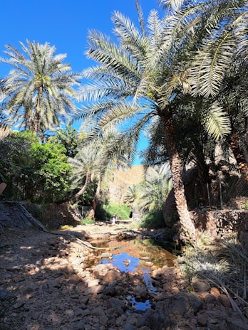 A serene oasis with palm trees and a clear spring symbolizing renewal and spiritual refreshment.