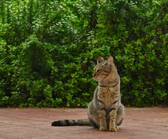 An elderly tabby cat resting peacefully on a sun-dappled porch, embodying calm and wisdom.