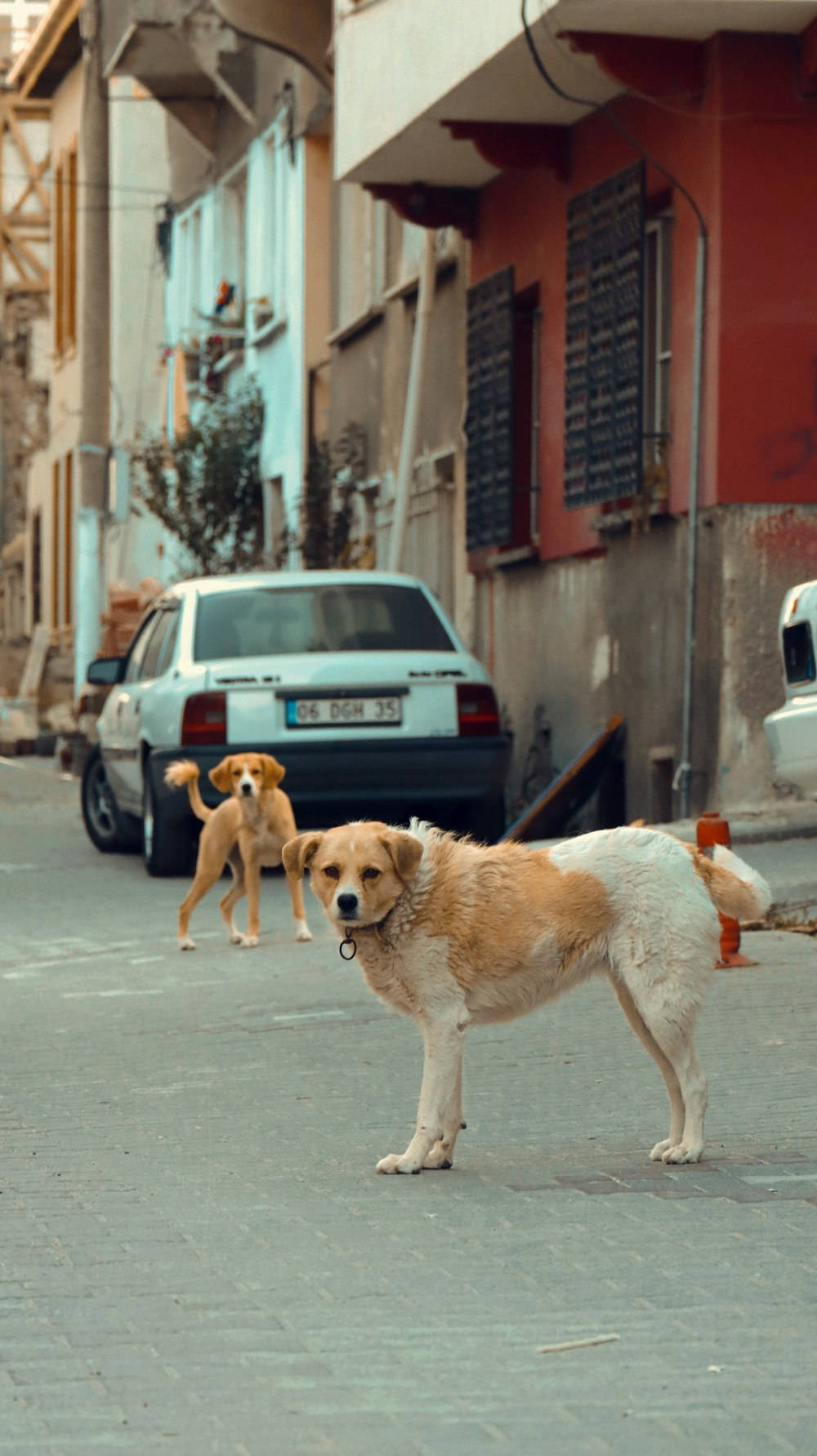 three dogs are standing in the middle of a street