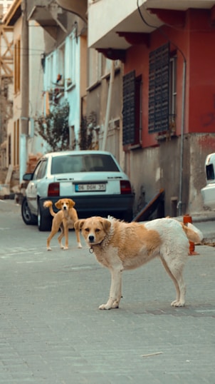 Two dogs are standing on a narrow street lined with parked cars and older buildings. The scene has an urban feel, with concrete surfaces and muted colors.