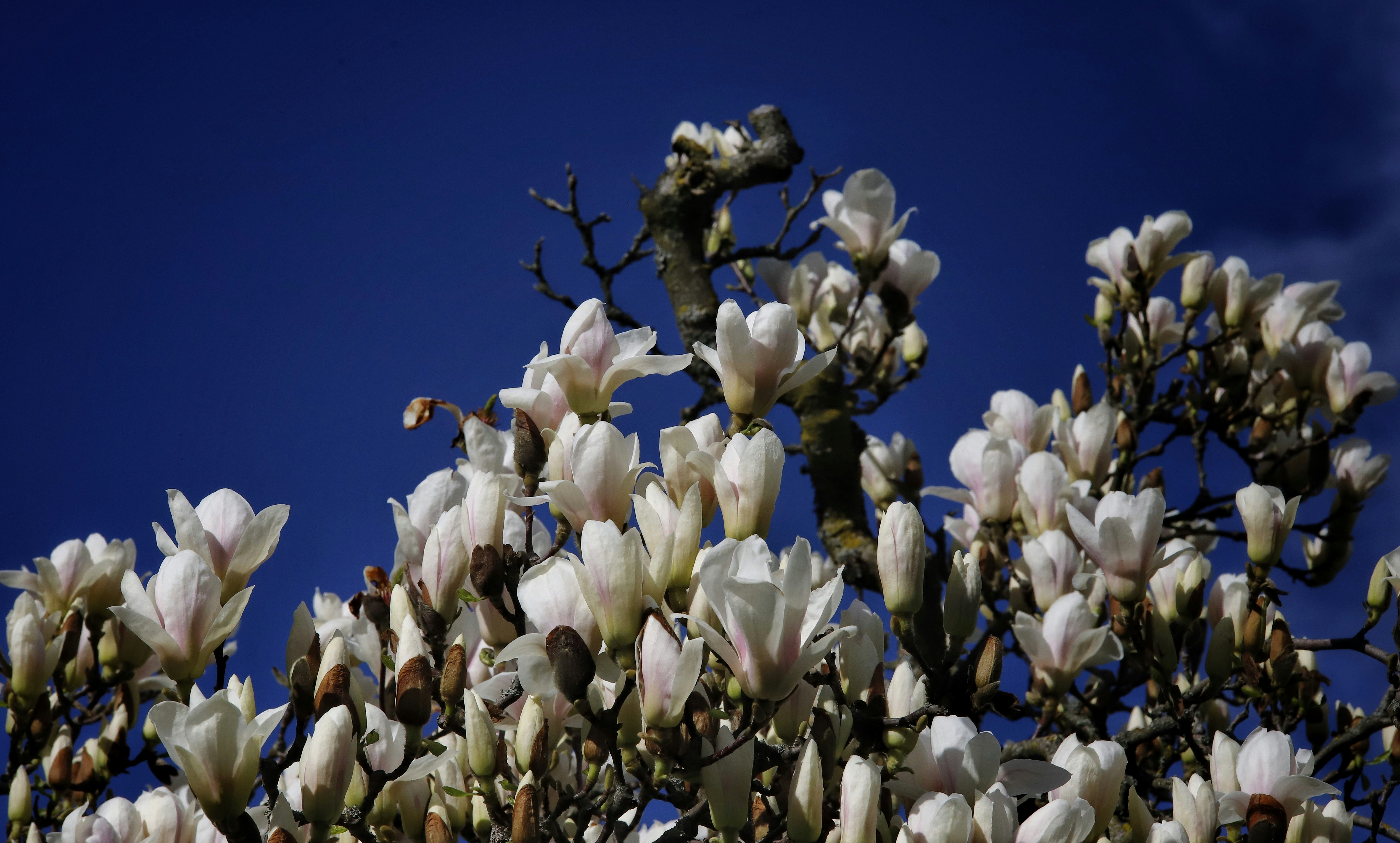 a tree with white flowers and a blue sky in the background