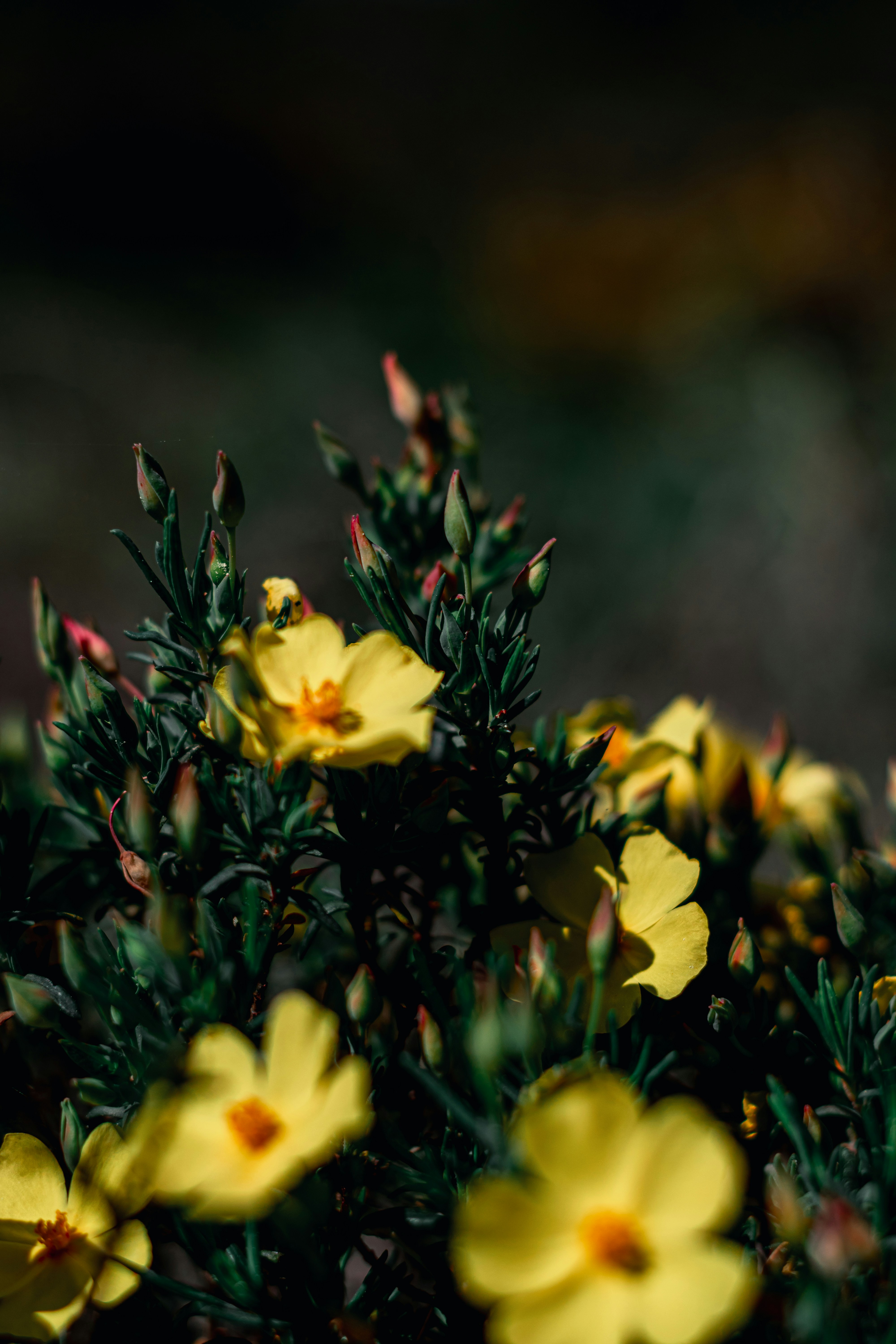 a close up of a bush with yellow flowers