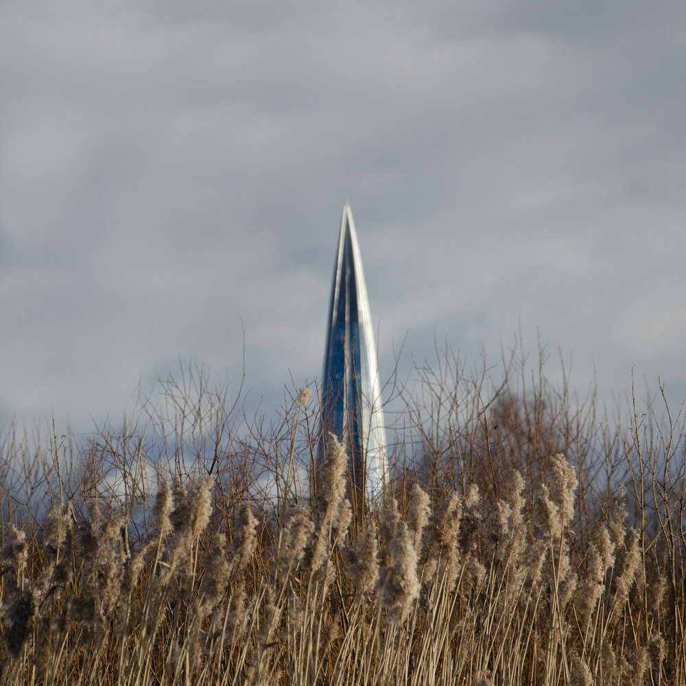 a blue surfboard sticking out of the grass