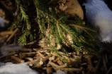a close up of a pine tree with snow on the ground