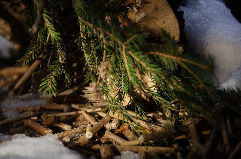 a close up of a pine tree with snow on the ground