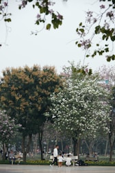 A serene park scene with seniors walking and chatting under blooming trees.