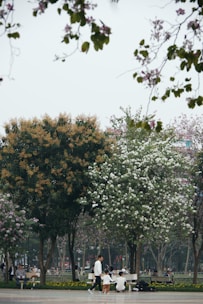 A serene park scene with seniors walking and chatting under blooming trees.