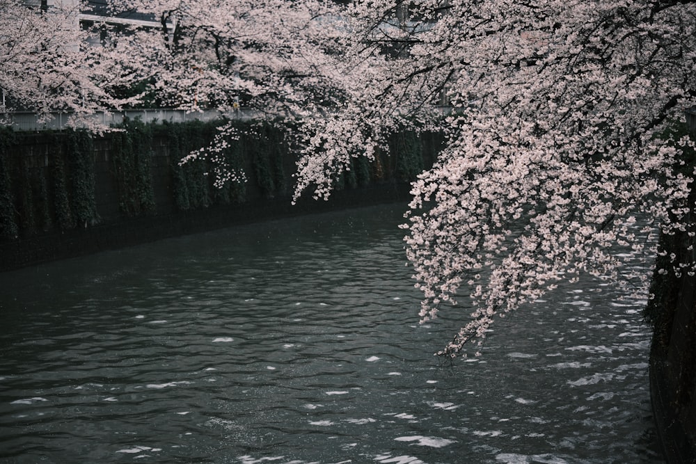 a body of water surrounded by trees with white flowers