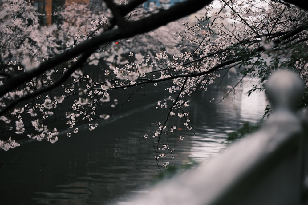 a body of water surrounded by trees with white flowers