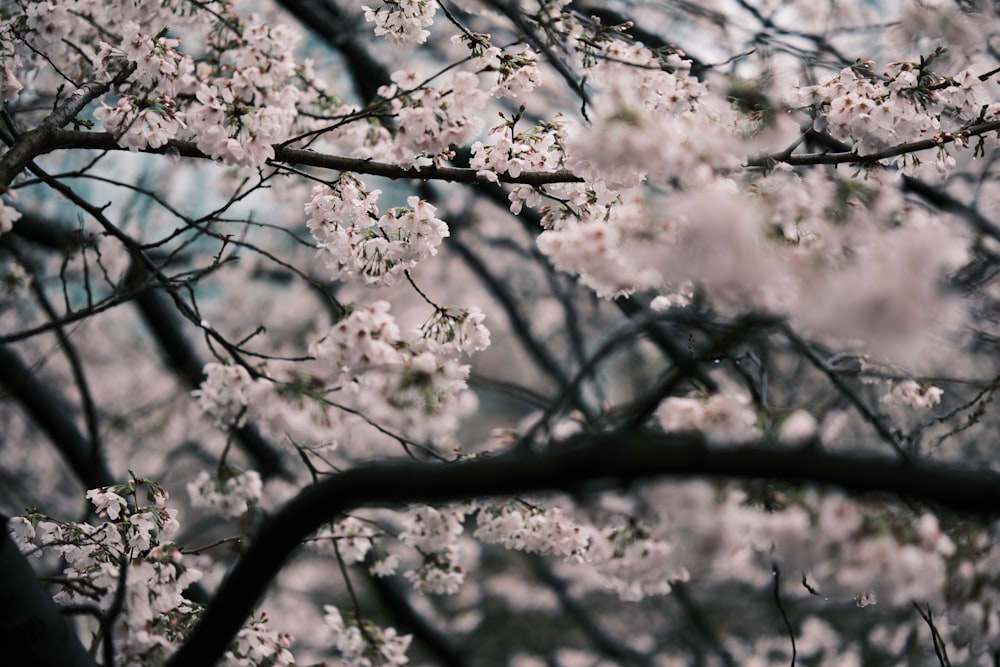 a close up of a tree with white flowers