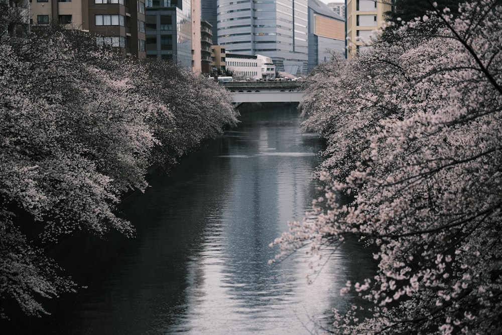 a body of water surrounded by tall buildings