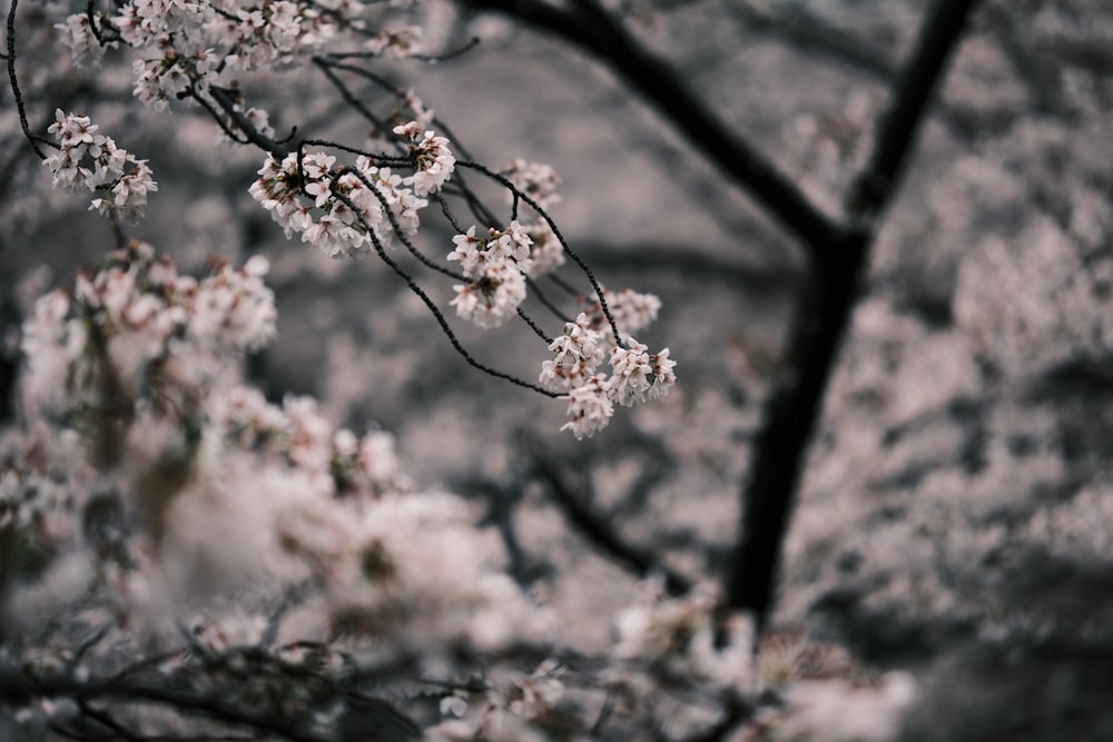 a close up of a tree with white flowers