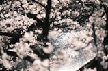 A serene moment from a slice-of-life anime featuring cherry blossoms and peaceful scenery.