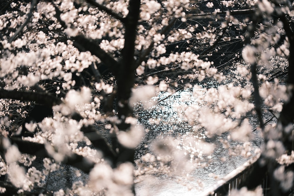 a tree filled with lots of white flowers