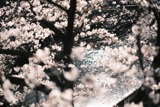 A serene scene with delicate cherry blossoms in full bloom, their pale pink and white petals softly blurred. The floral branches frame a rippling body of water, reflecting glimmers of sunlight.