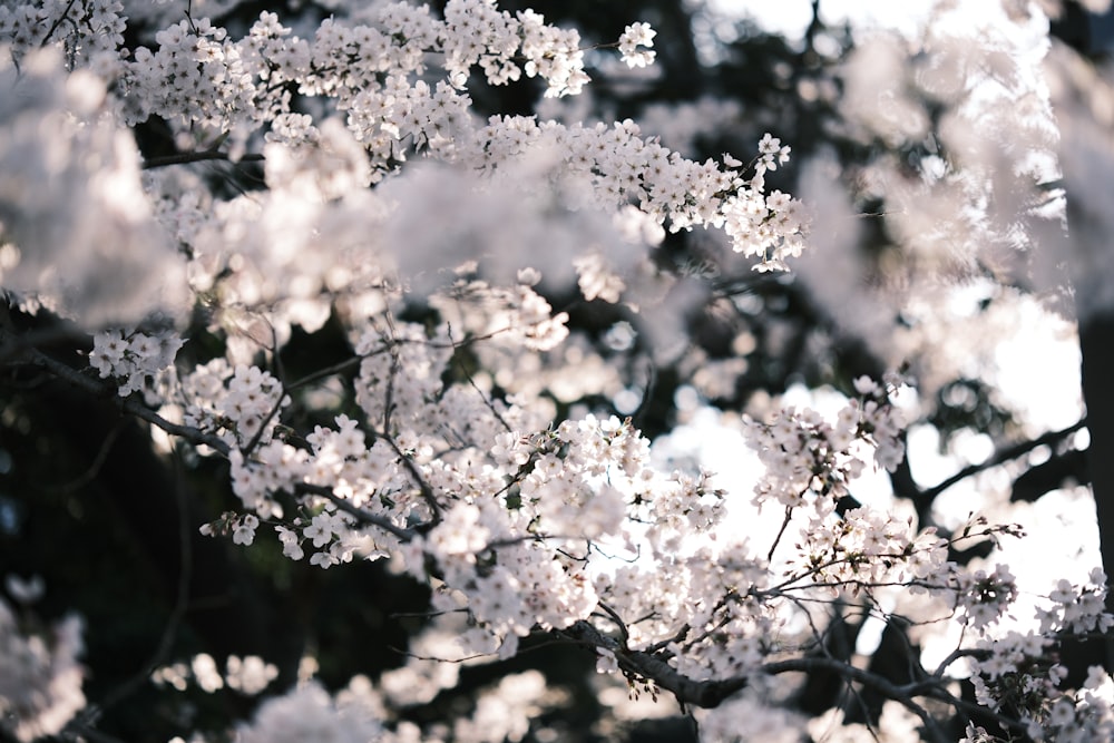 a tree filled with lots of white flowers