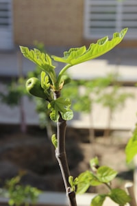 Fiddle Leaf Fig