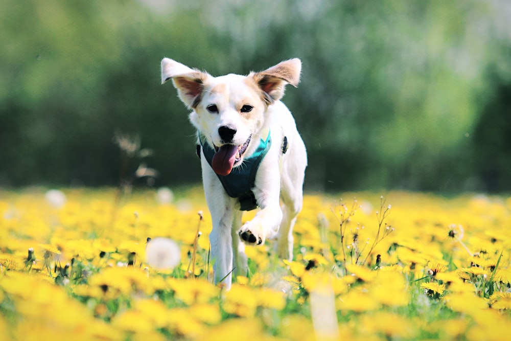 a dog running through a field of yellow flowers