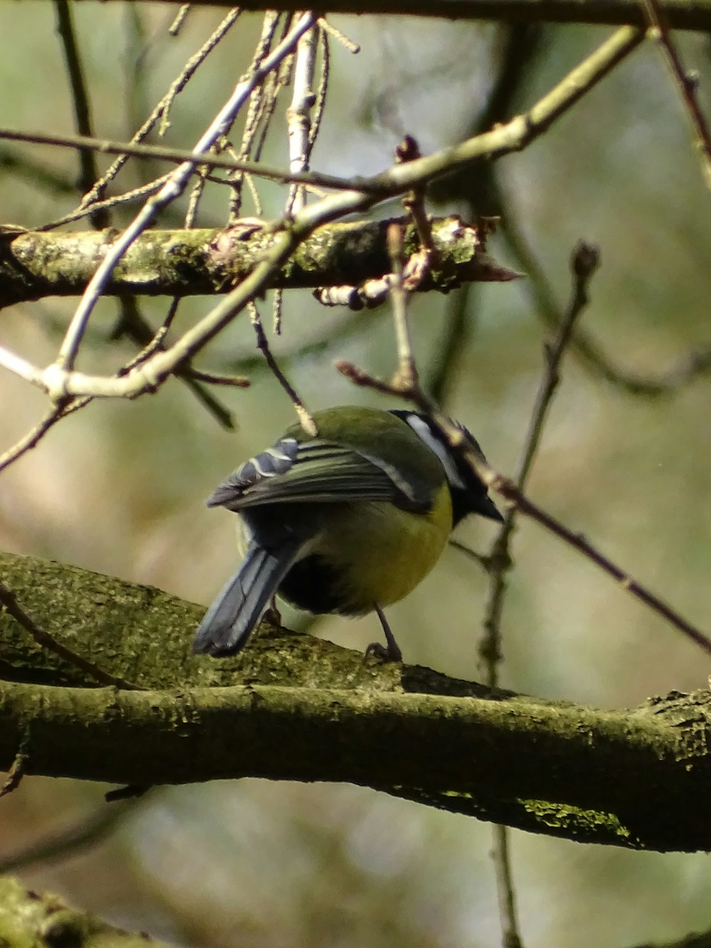 a small bird perched on a branch of a tree