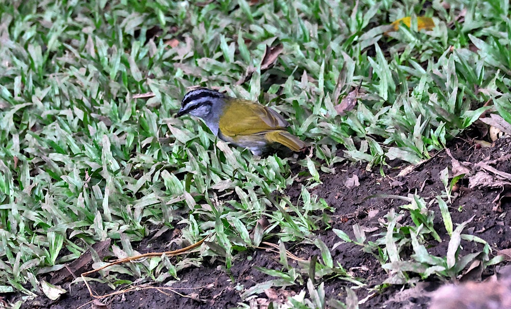 a small bird standing on top of a lush green field