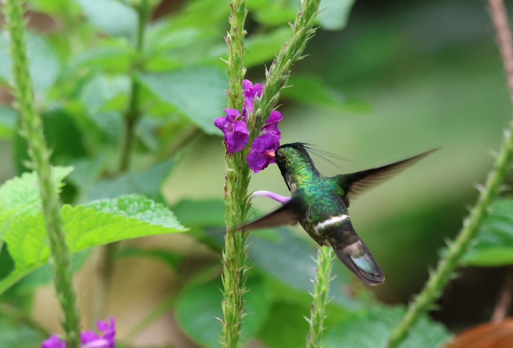 a hummingbird hovering over a purple flower