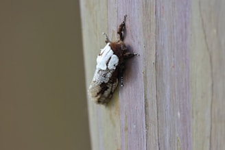 a close up of a bug on a wooden surface